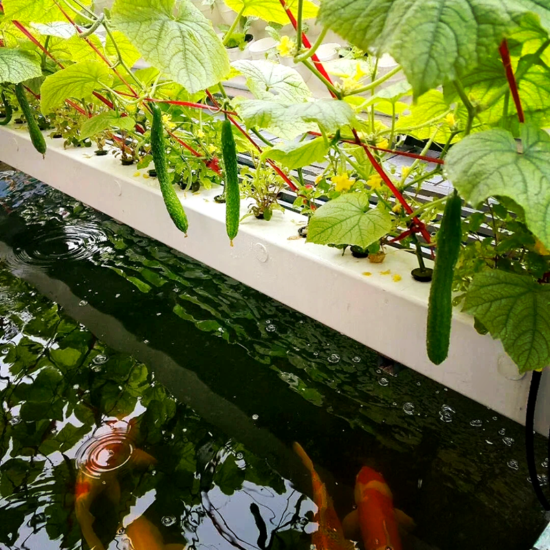 丽江市薄膜大棚鱼菜共生 - 排名